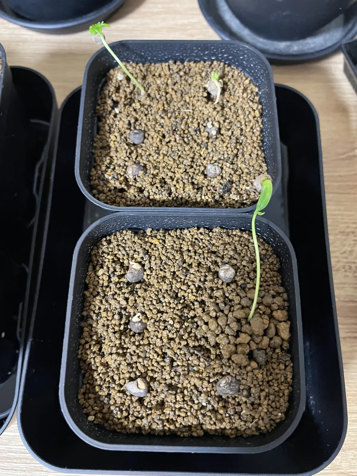 Operculicarya pachypus (オペルクリカリア パキプス)