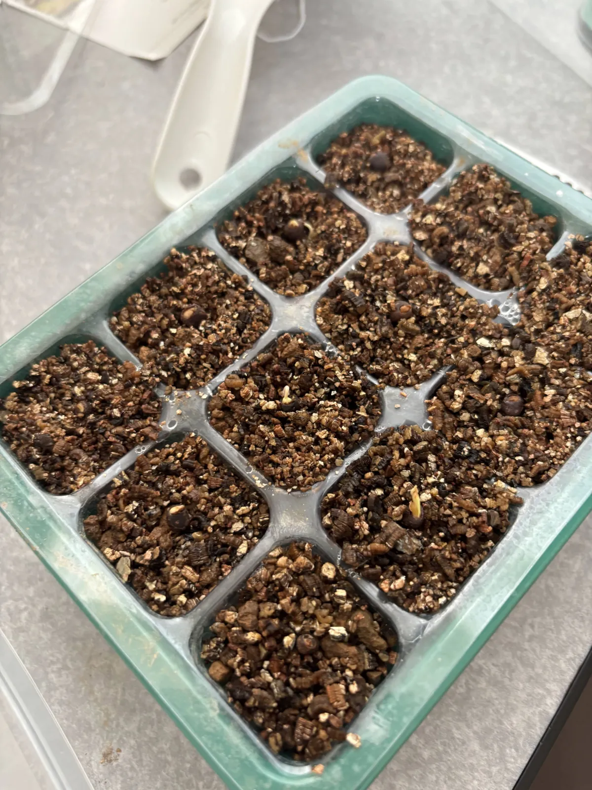 Operculicarya hyphaenoides (オペルクリカリア ヒファエノイデス)