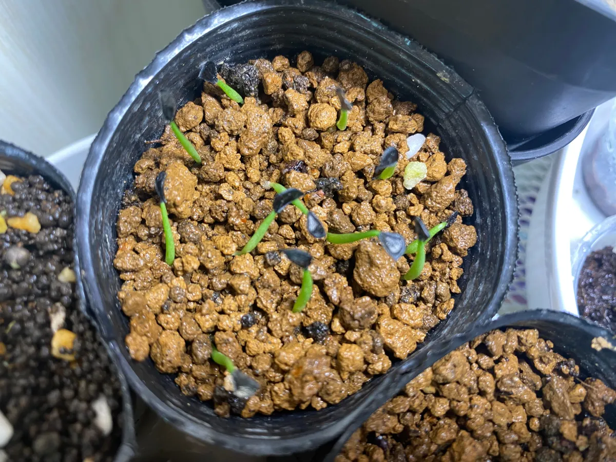 Agave pendula (アガベ ペンデュラ)