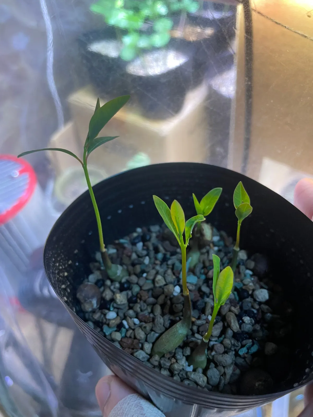 Euphorbia pervilleana (ユーフォルビア ペルビレアナ)