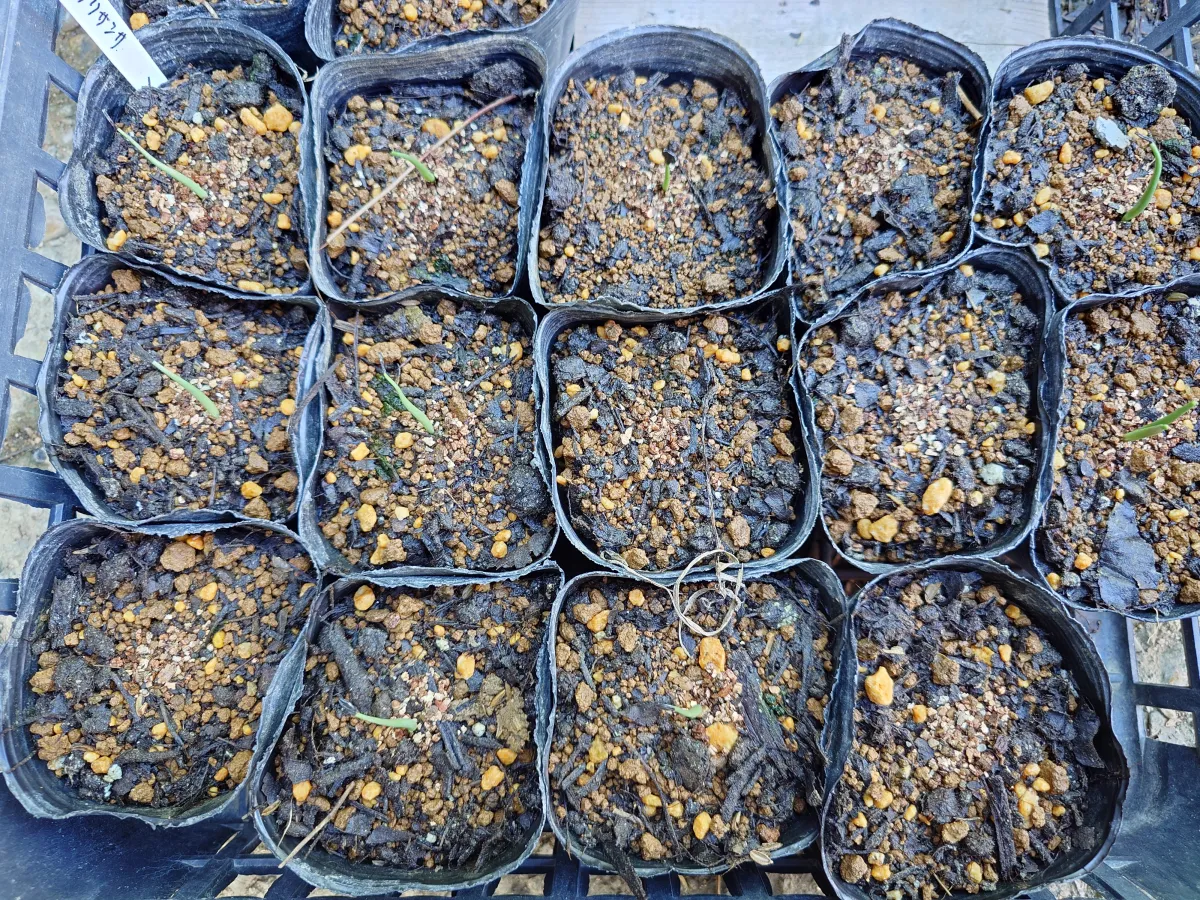 Agave chrysantha (アガベ クリサンサ)