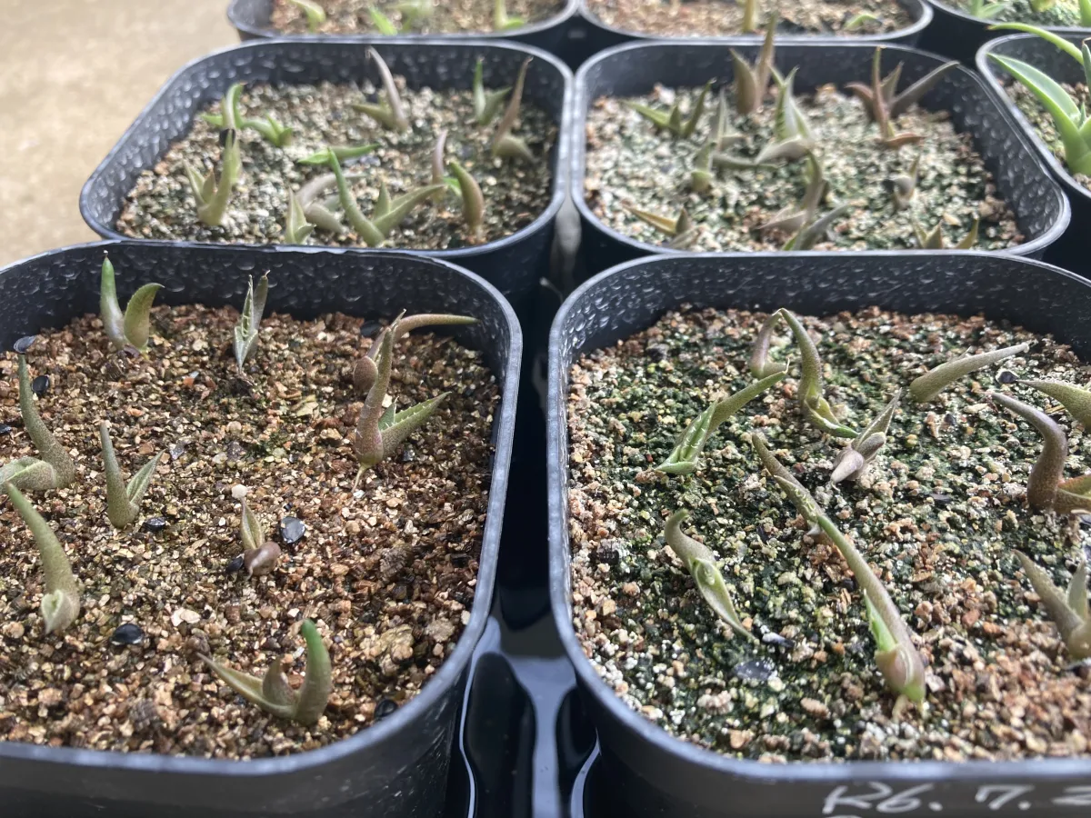 Agave oteroi (アガベ オテロイ)