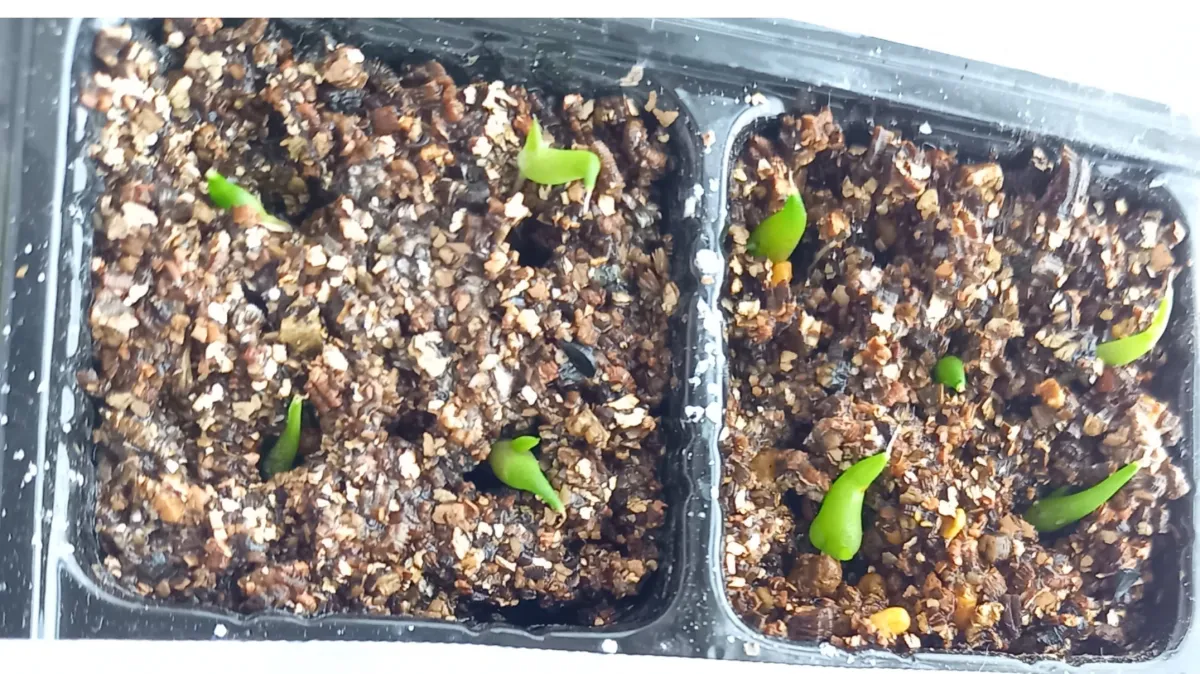 Agave titanota 'Blue' (アガベ チタノタブルー)