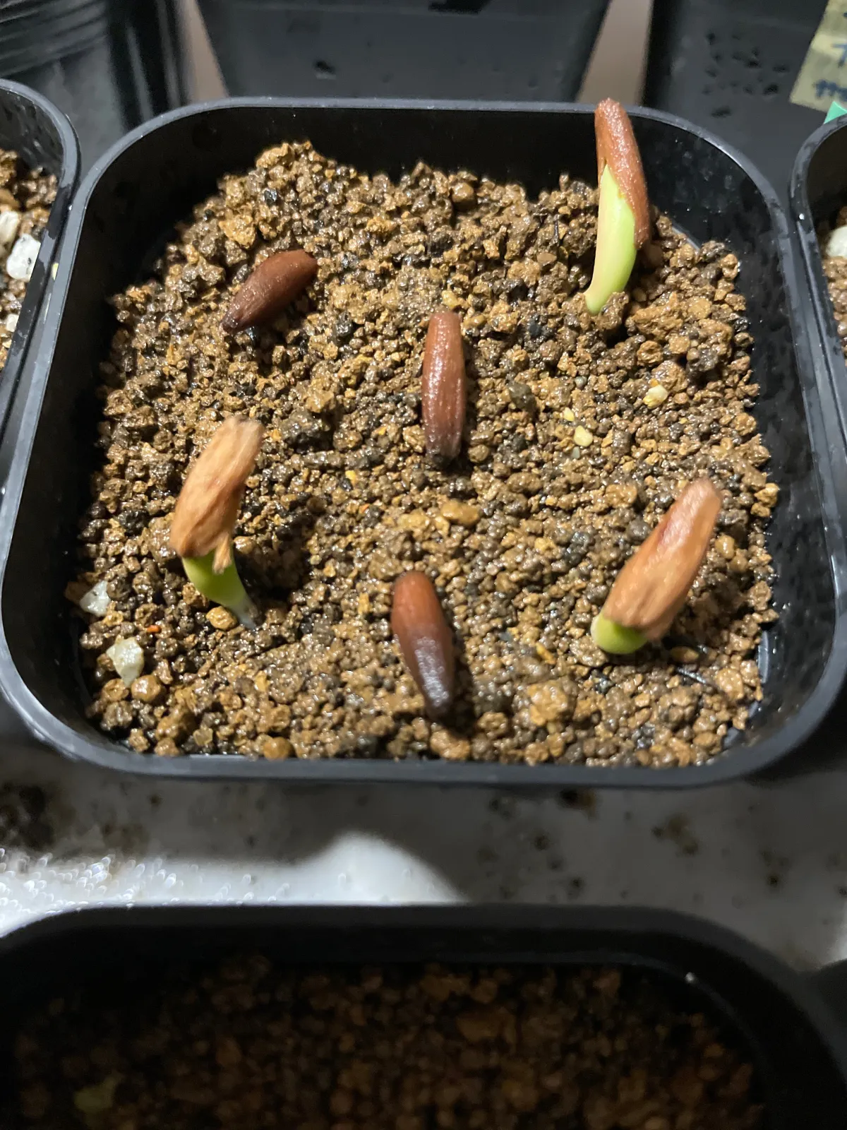 Adenium obesum var. arabicum S1 (アデニウム タイソコトラナムS11)