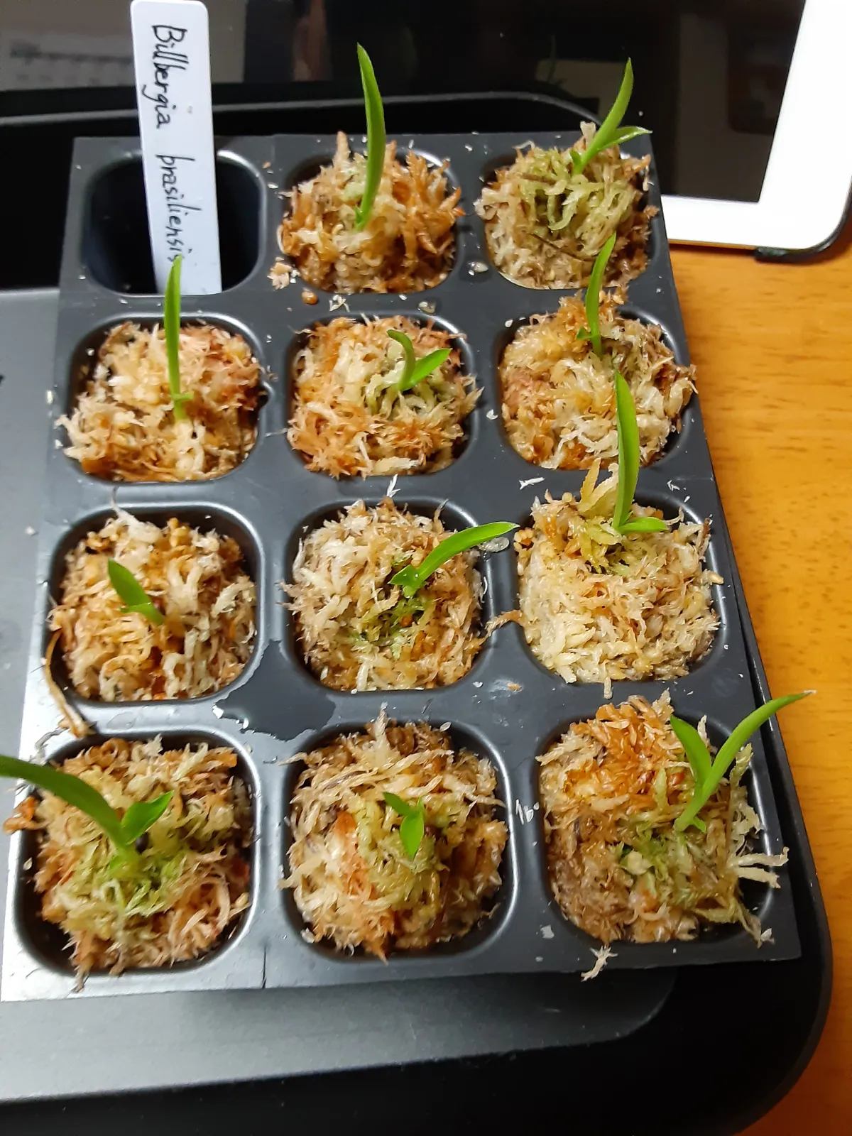 Billbergia brasiliensis (ビルベルギア ブラジリエンシス)