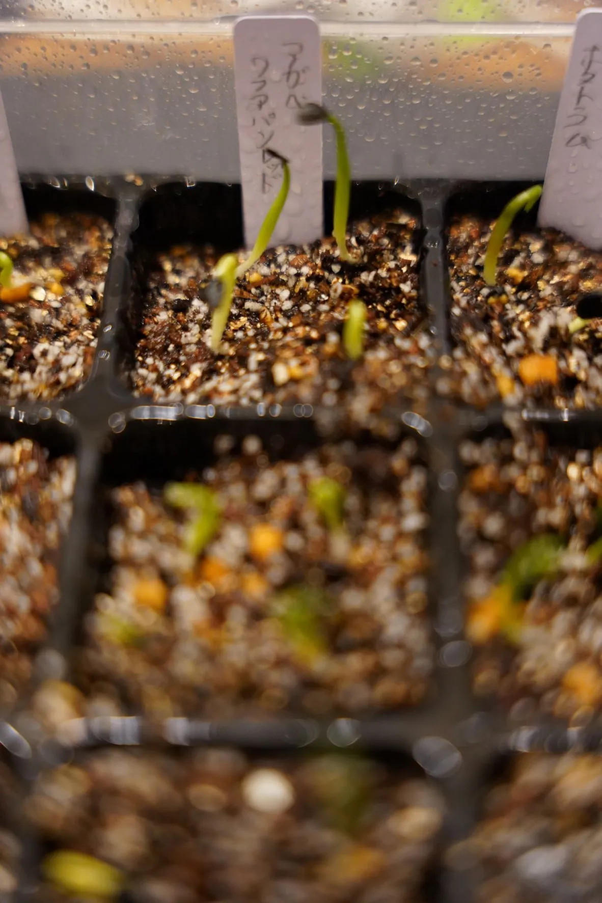 Agave kerchovei 'Huajuapan Red' (アガベ ワフアパンレッド)