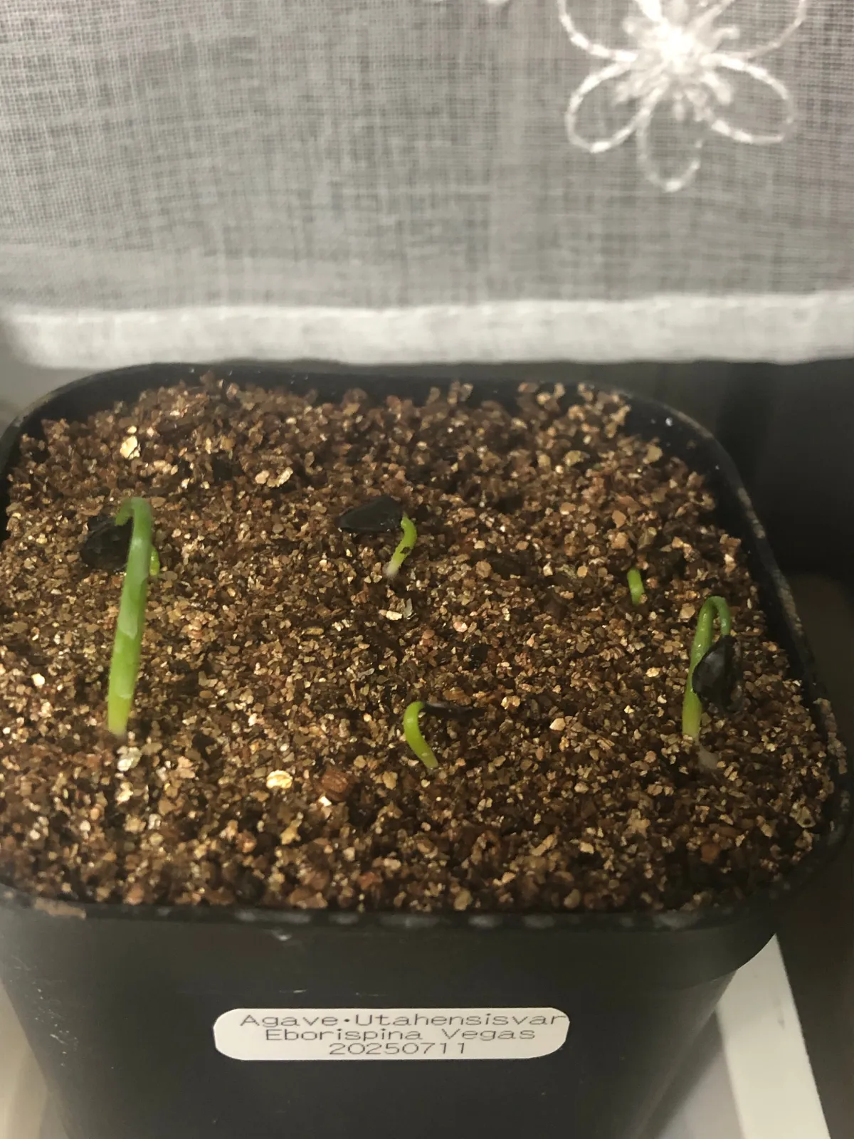 Agave utahensis var. eborispina 'Vegas' (アガベ エボリスピナ ヴェガス)