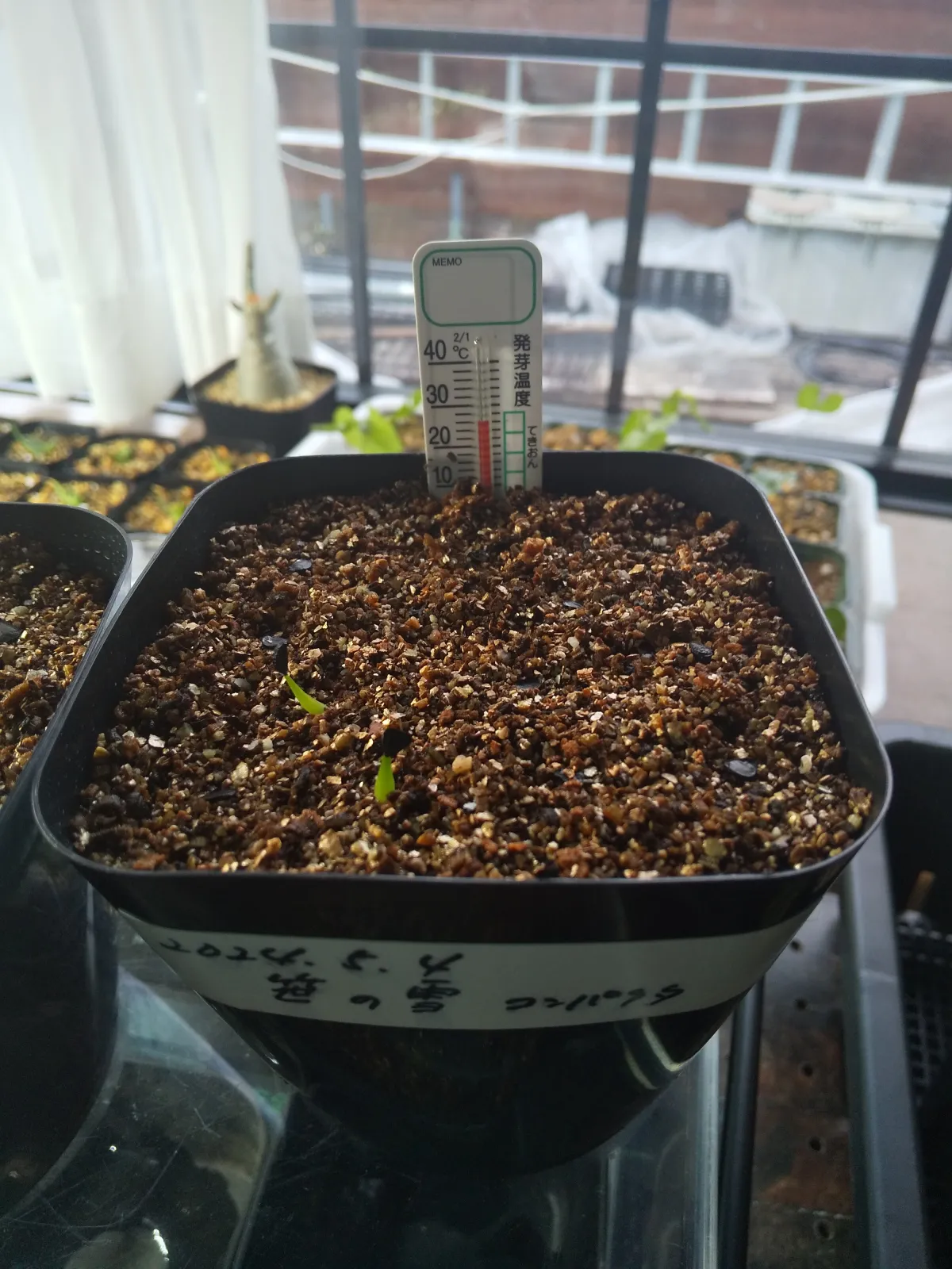 Agave victoriae-reginae Compacta (アガベ ビクトリアレジーナコンパクト)