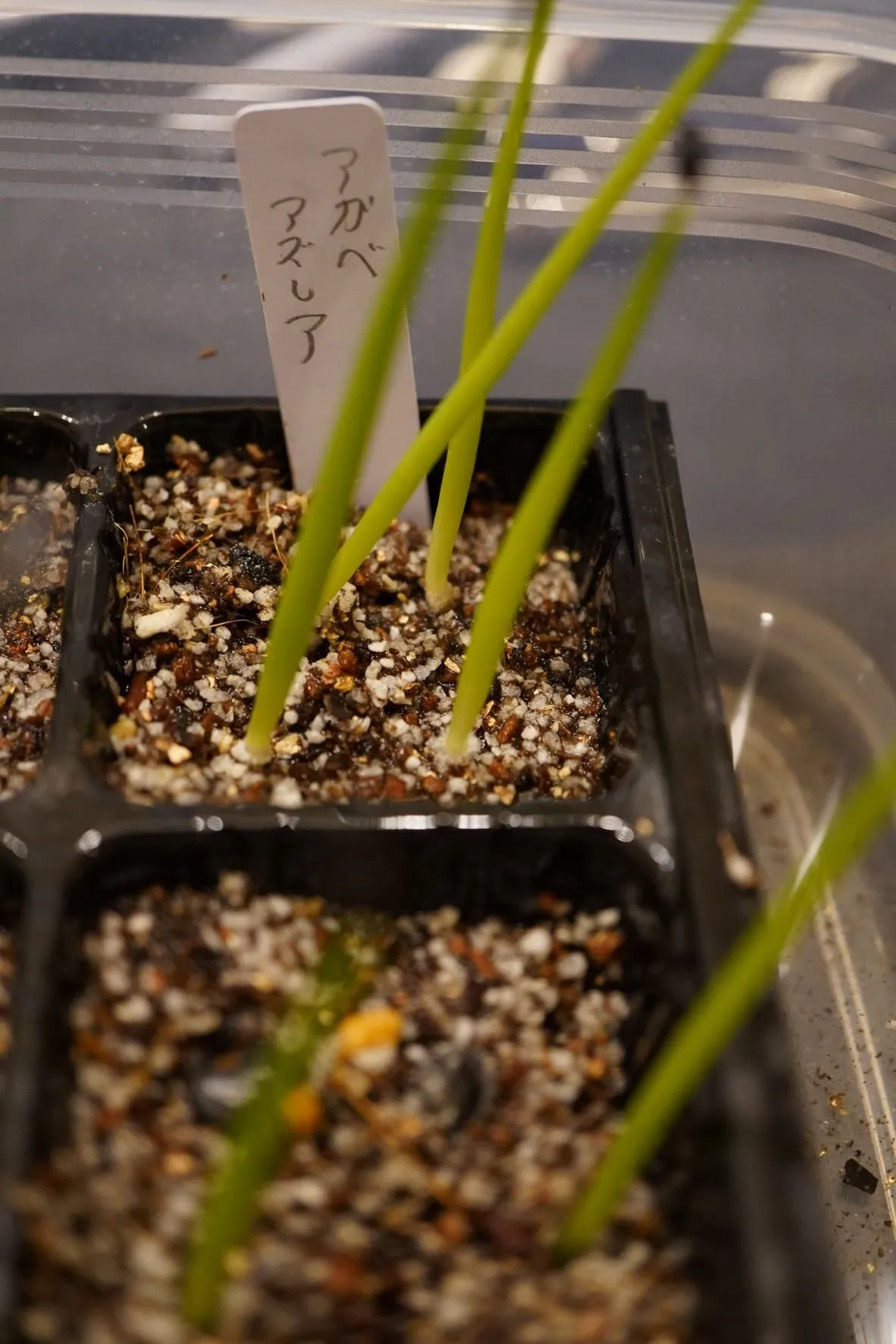 Agave azurea (アガベ アズレア)