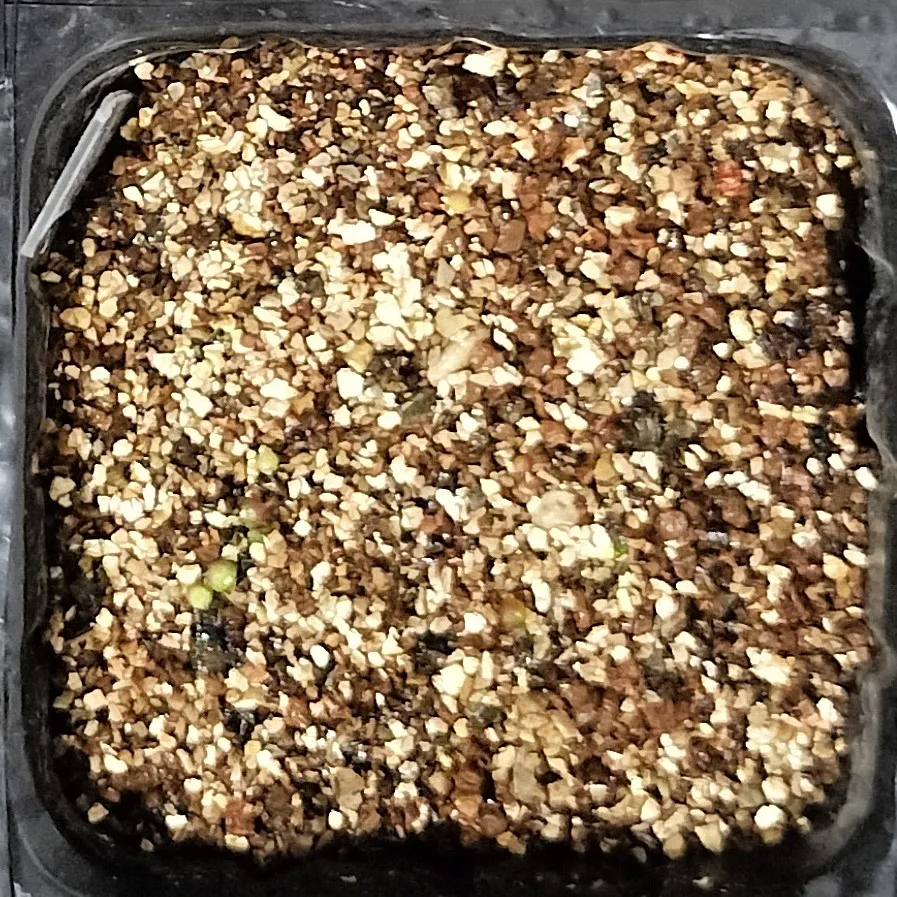 Aztekium ritteri (アズテキウム 花籠)