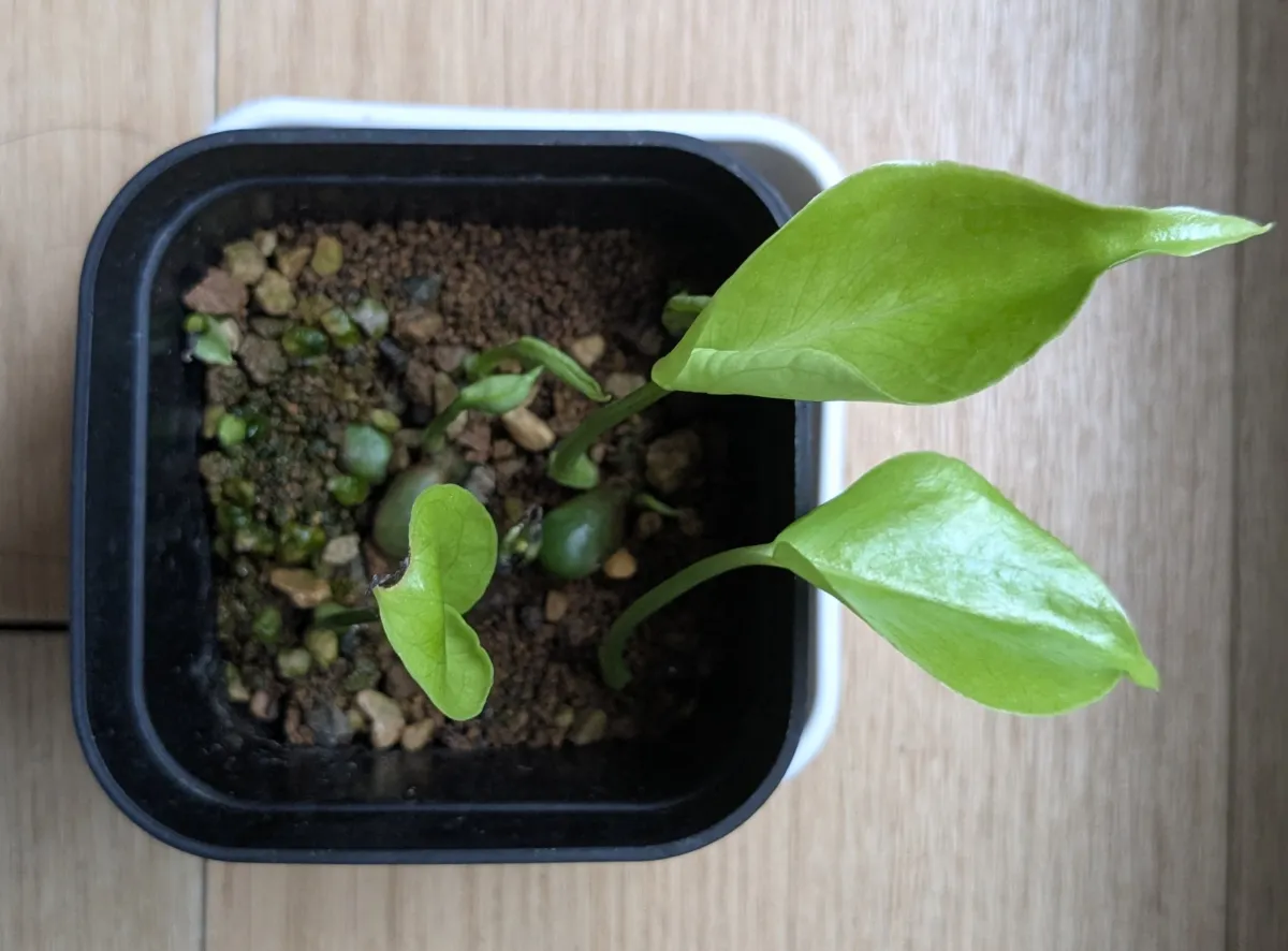 Monstera deliciosa (モンステラ デリシオーサ)