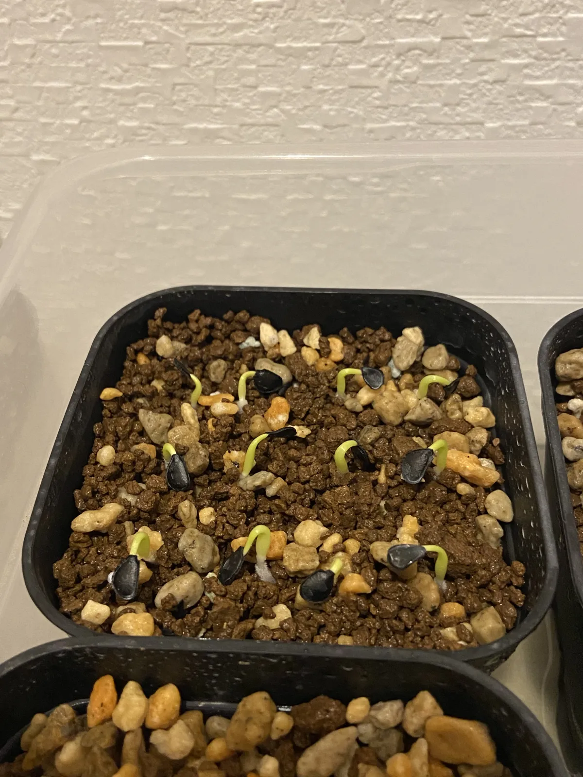 Agave asperrima subsp. maderensis (アガベ アスペリーマ マデレンシス)