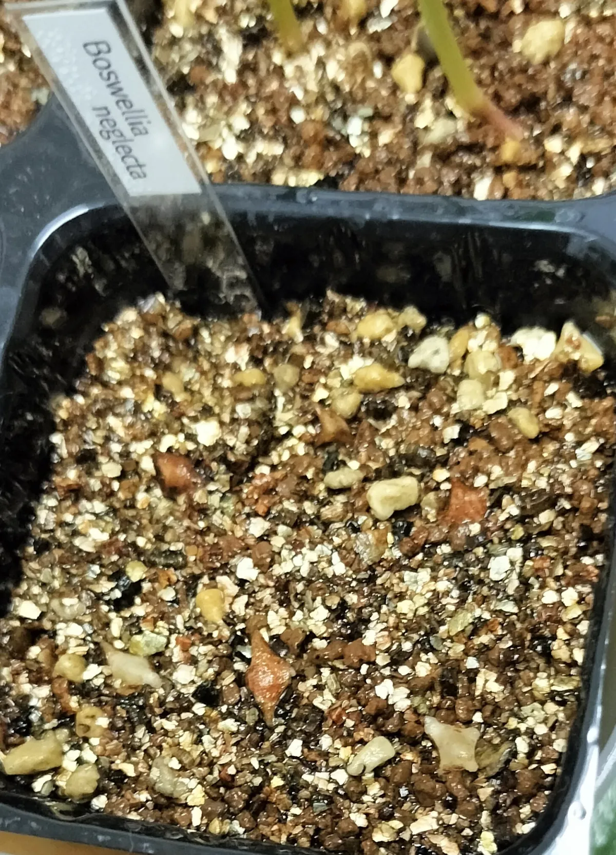 Boswellia neglecta (ボスウェリア ネグレクタ)