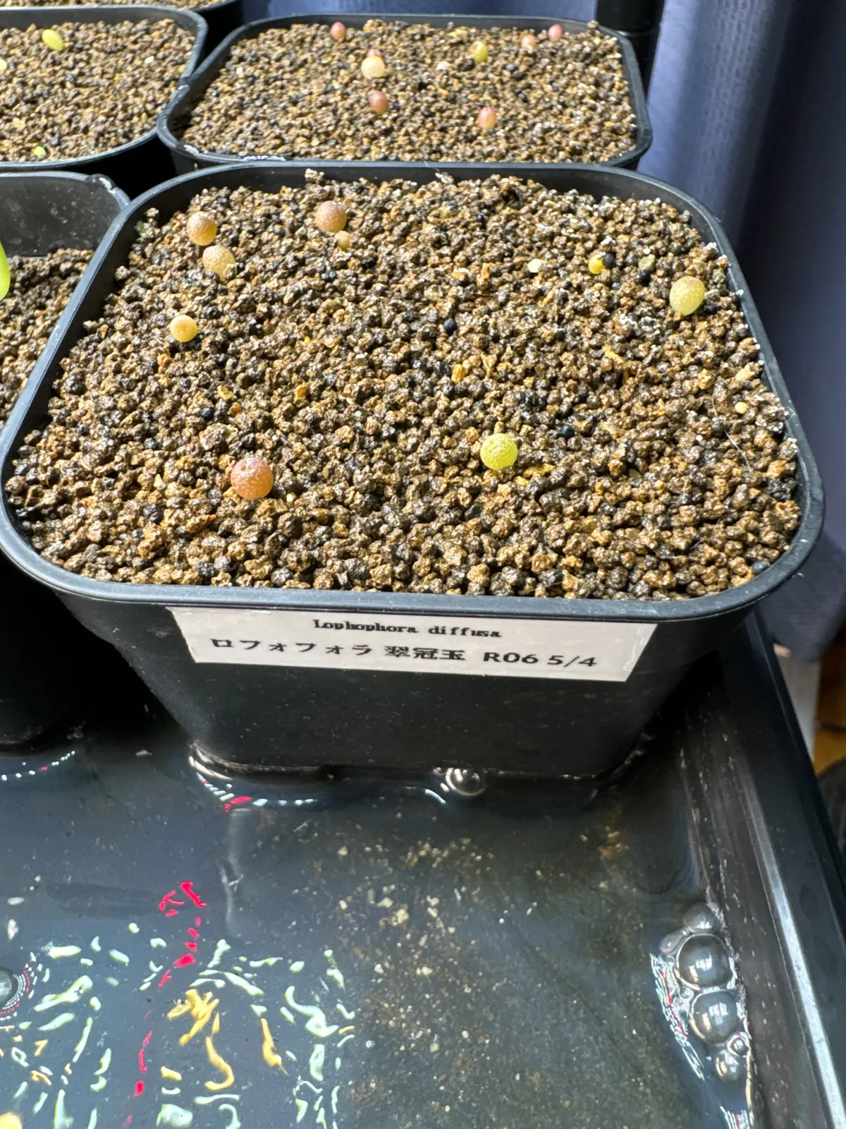 Lophophora diffusa (ロフォフォラ 翠冠玉)