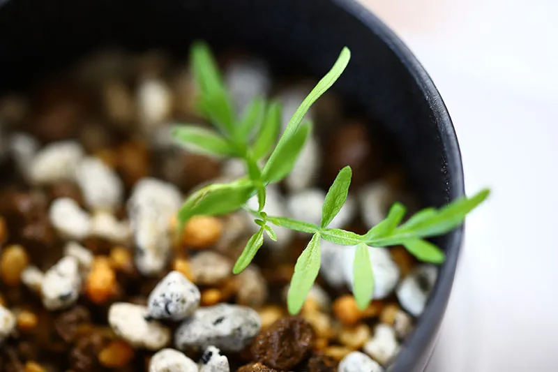 Operculicarya sp (オペルクリカリア)