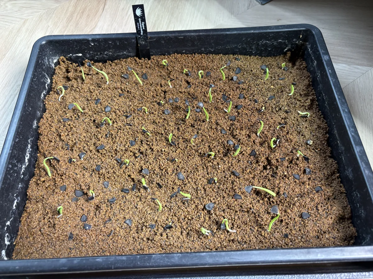 Agave macroacantha (アガベ マクロアカンサ 八荒殿)