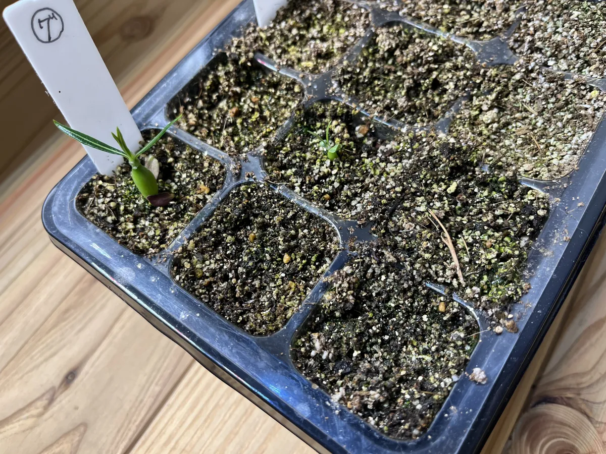 Pachypodium rosulatum var. gracilius (パキポディウム グラキリス)