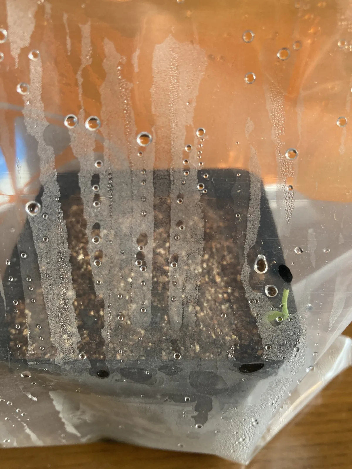 Agave mckelveyana (アガベ マッケルベヤナ)