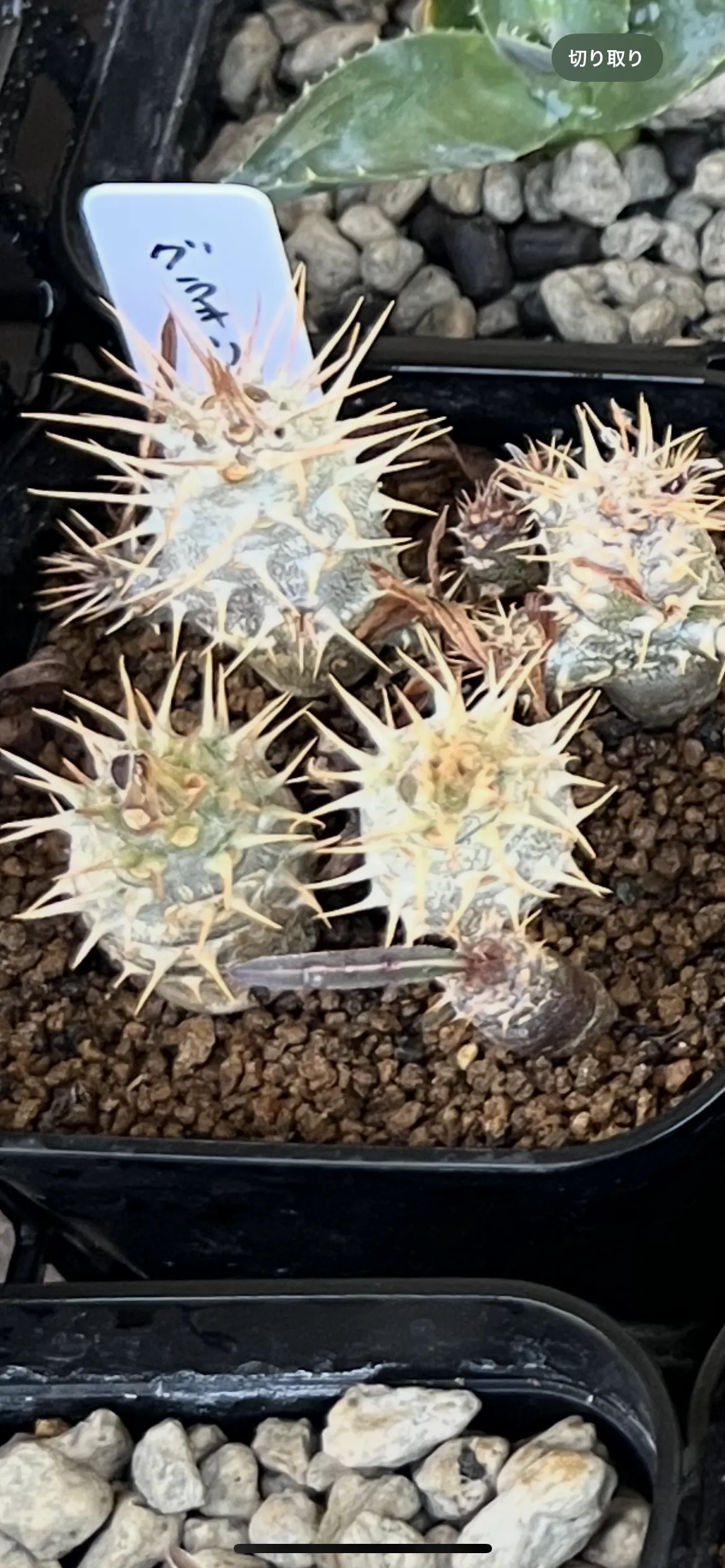 Pachypodium rosulatum var. gracilius (パキポディウム グラキリス)