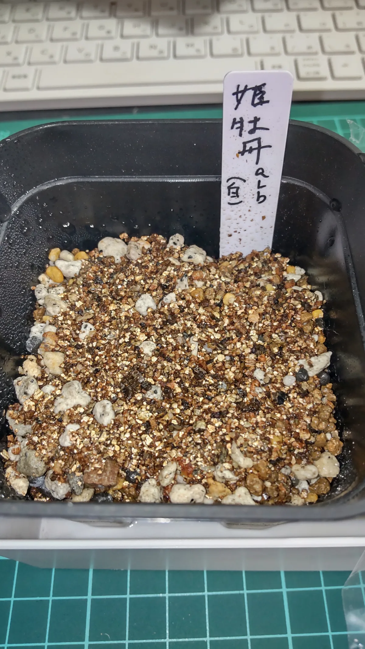 Ariocarpus kotschoubeyanus var. albiflorus (アリオカルプス 姫牡丹)