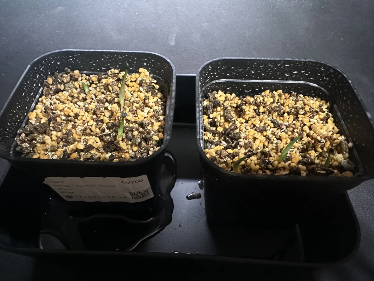 Agave horrida 'Chocolate Thorn' (アガベ ホリダ チョコレートソーン)