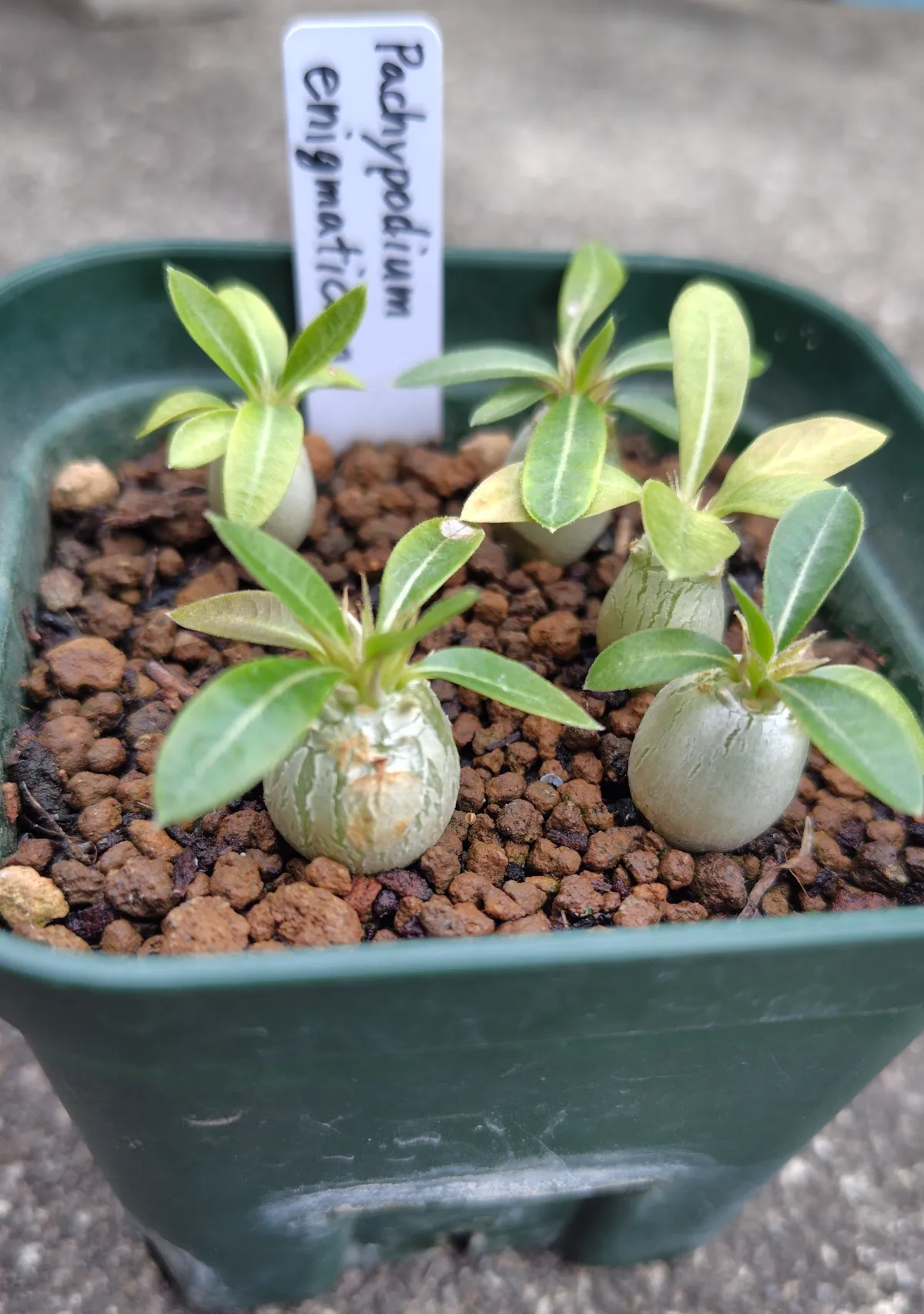 Pachypodium enigmaticum (パキポディウム エニグマチカム)