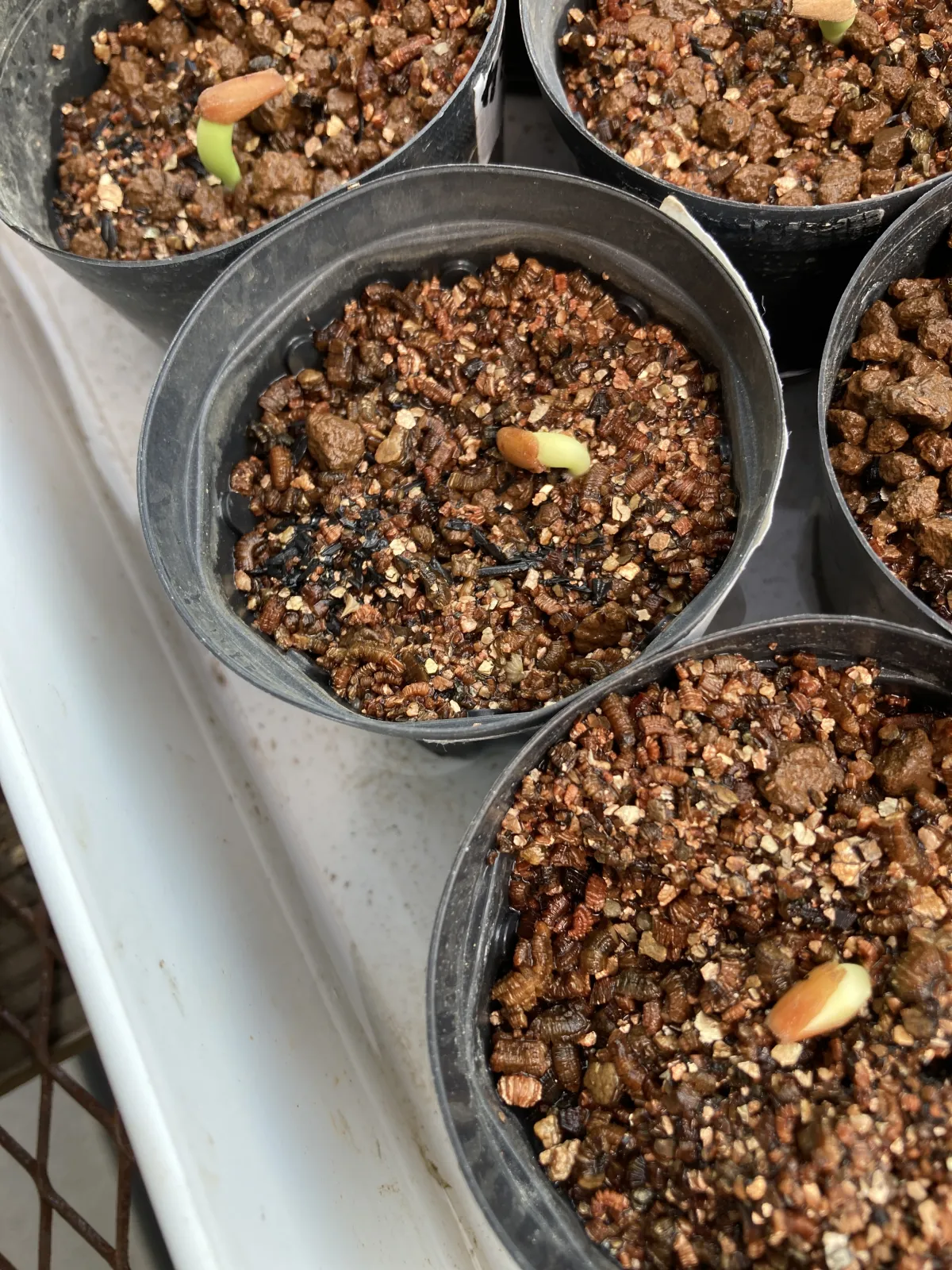 Adenium arabicum Black Karamae (アデニウム ブラックカラマエ)