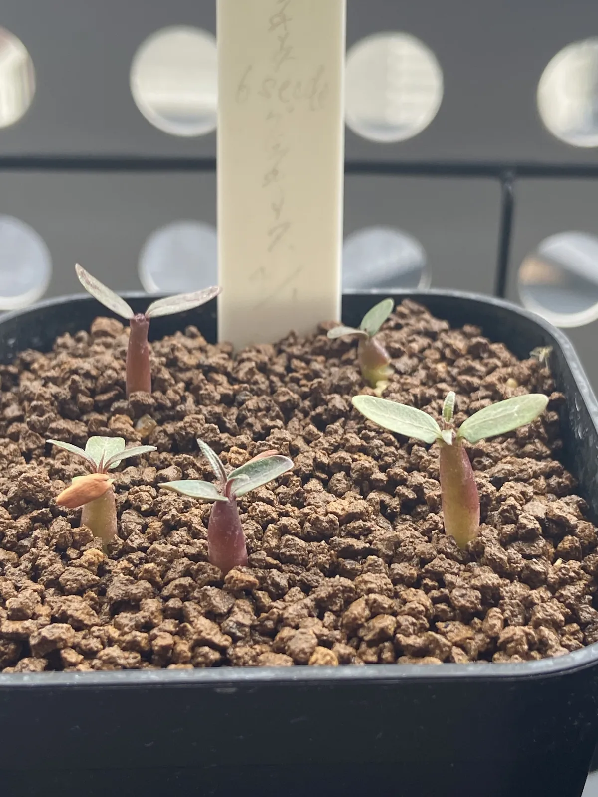 Pachypodium rosulatum var. gracilius (パキポディウム グラキリス)