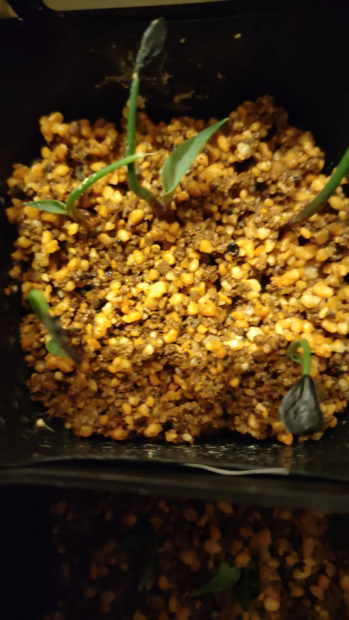 Agave inaequidens (アガベ インアクイデンス)