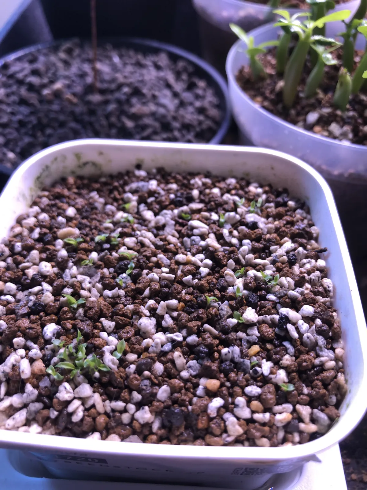 Xerophyta retinervis (ゼロフィタ レティネルビス)