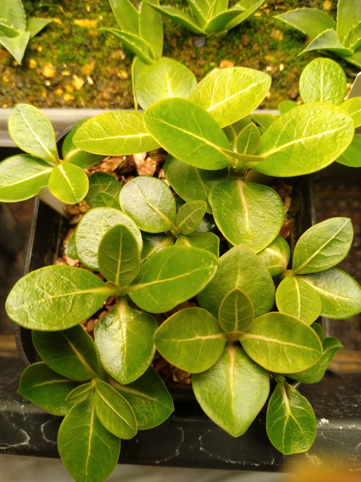 Adenium arabicum King Kong (アデニウム アラビカム キングコング)