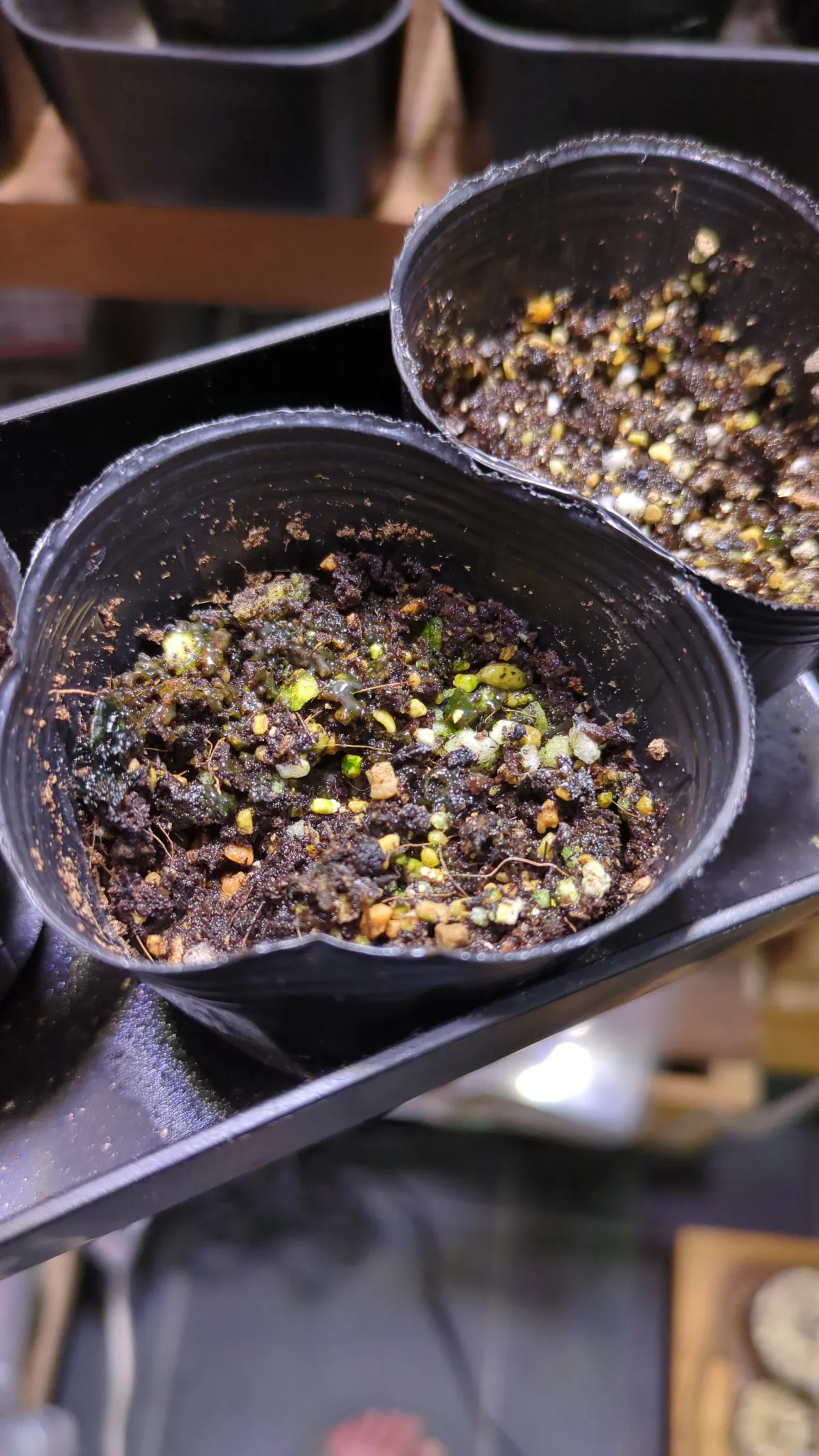 Adansonia grandidieri (アダンソニア（バオバブ）グランディディエリ)