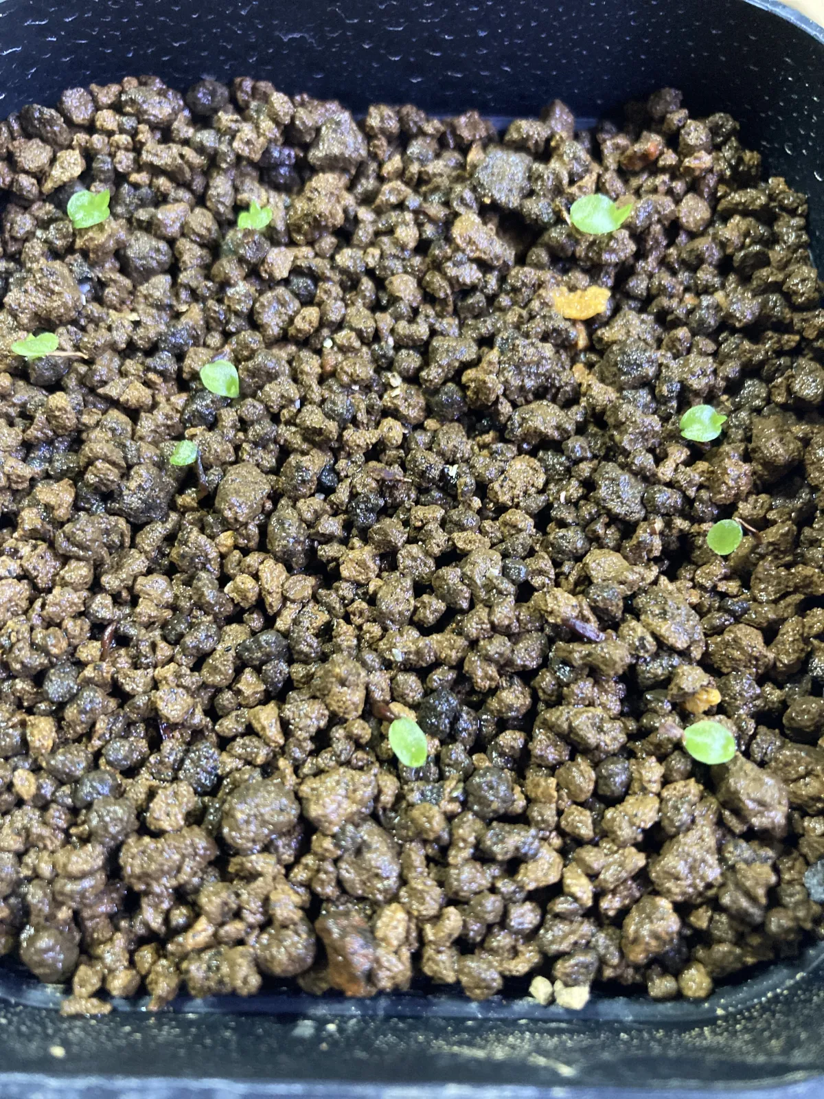 Hechtia galeottii (ヘクチア ガレオッティ)