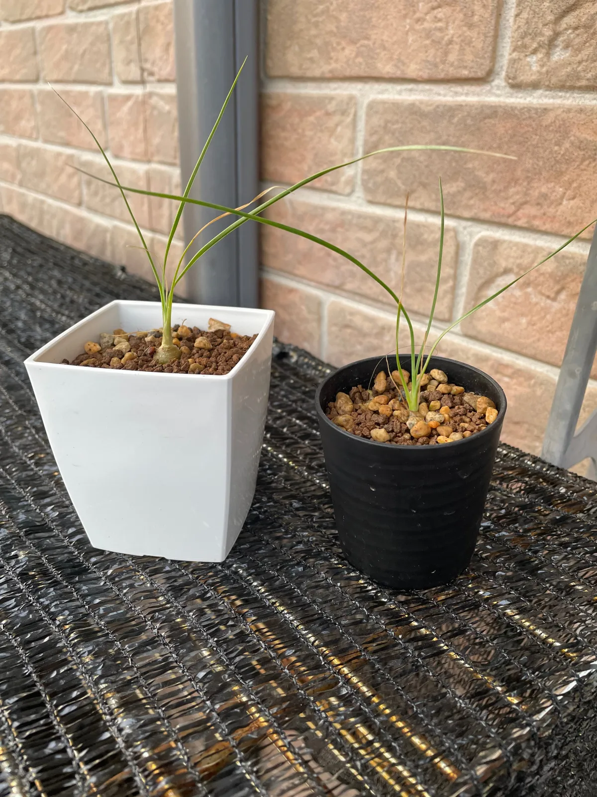 Beaucarnea gracilis (ボーカルネア グラキリス)