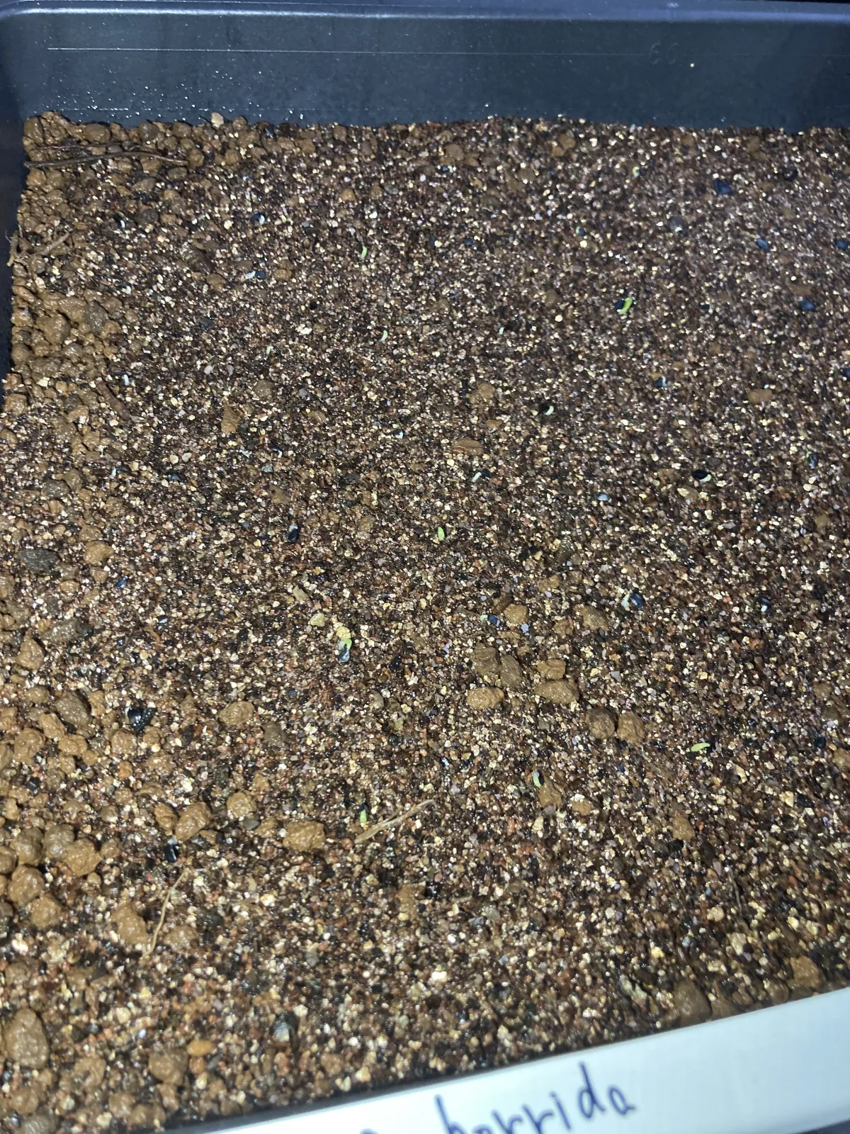 Agave horrida ssp. horrida (アガベ ホリダ)