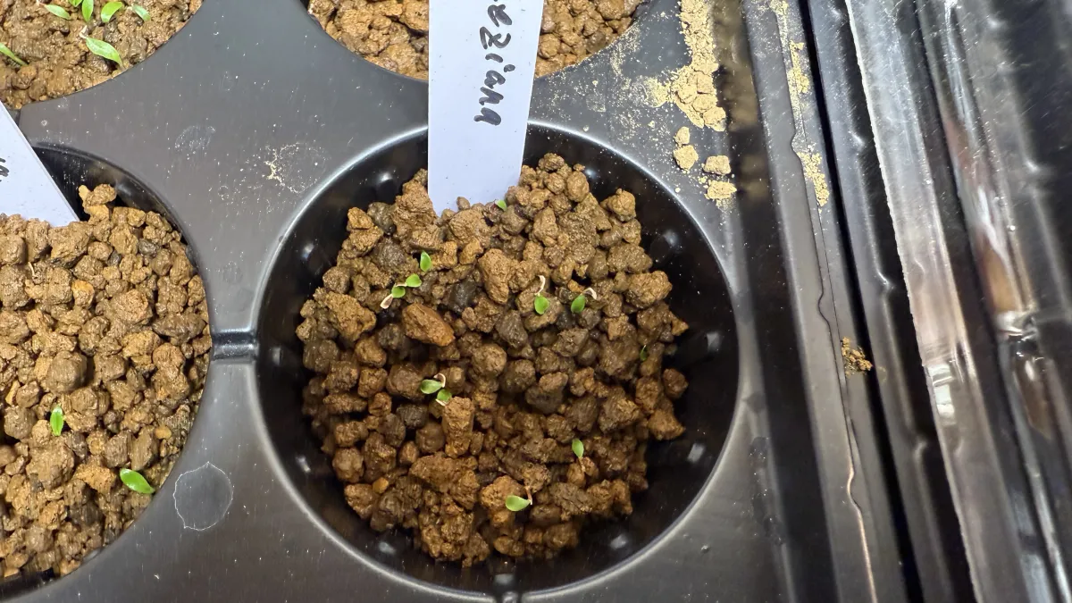 Puya meziana (プヤ メジアナ)