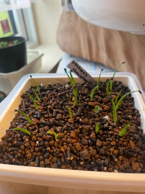 Agave utahensis var. eborispina (アガベ エボリスピナ)