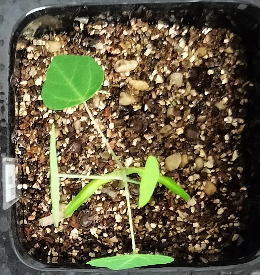 Stephania tetrandra (ステファニア テトランドラ)