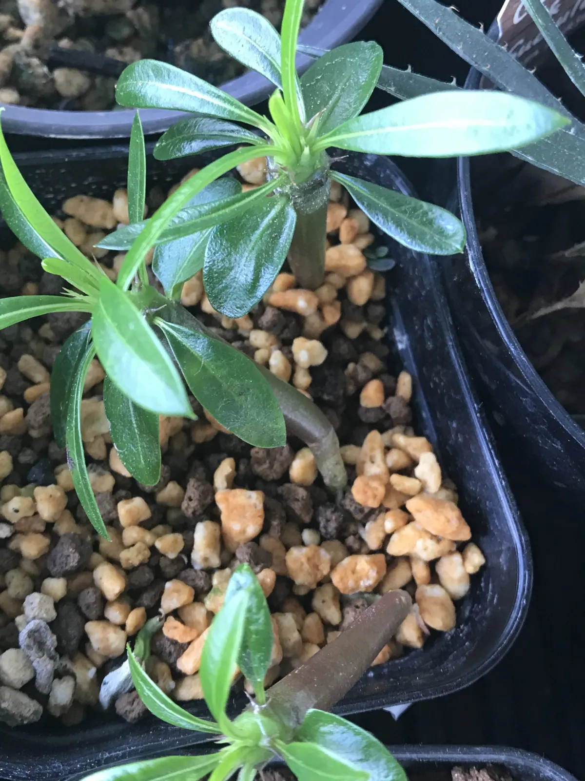 Pachypodium lamerei (パキポディウム ラメレイ 夢叶棒)