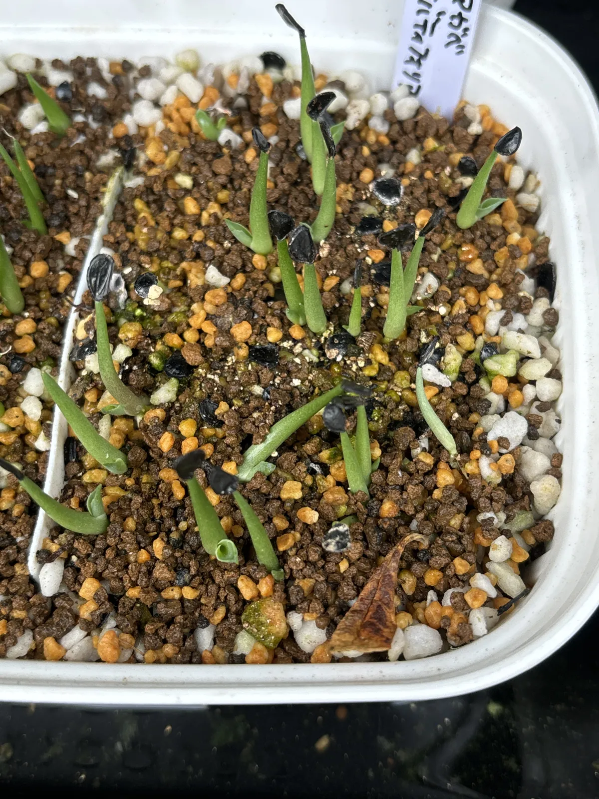 Agave ovatifolia (アガベ オバティフォリア)