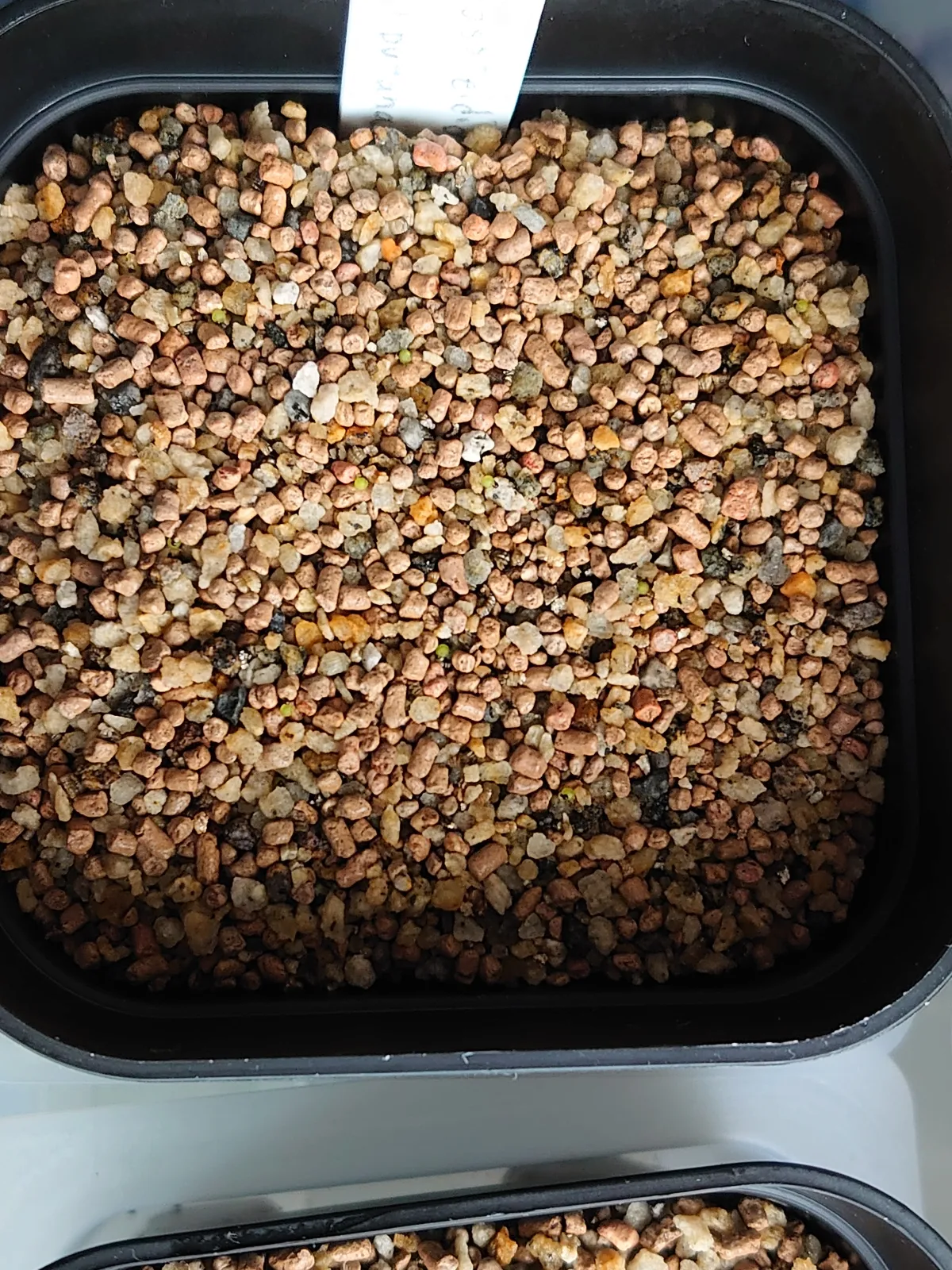 Blossfeldia liliputana (ブロスフェルディア リリプターナ)