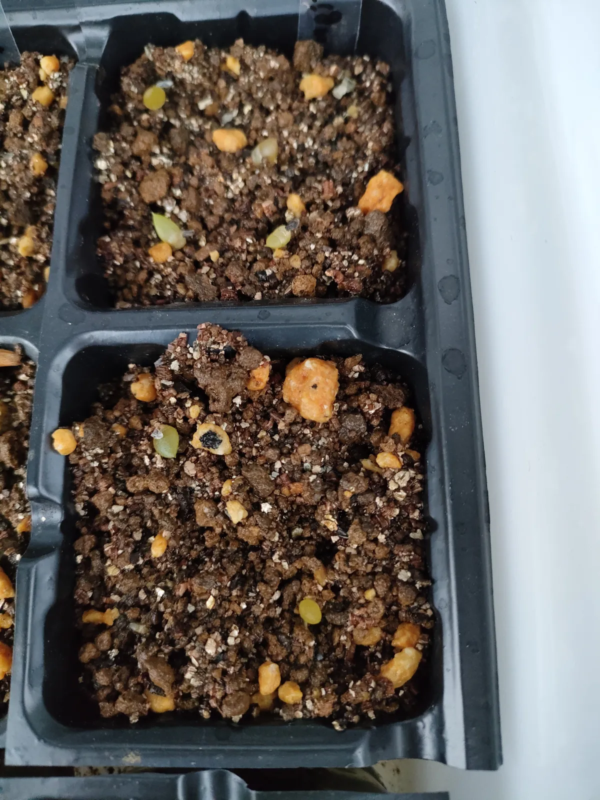 Aloe microstigma subsp. microstigma (アロエ ミクロスティグマ)