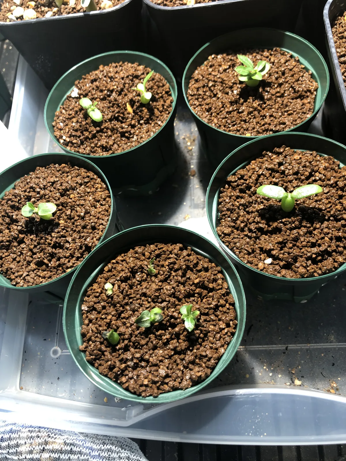 Pachypodium brevicaule subsp. leucoxanthum (パキポディウム レウコキサンツム)