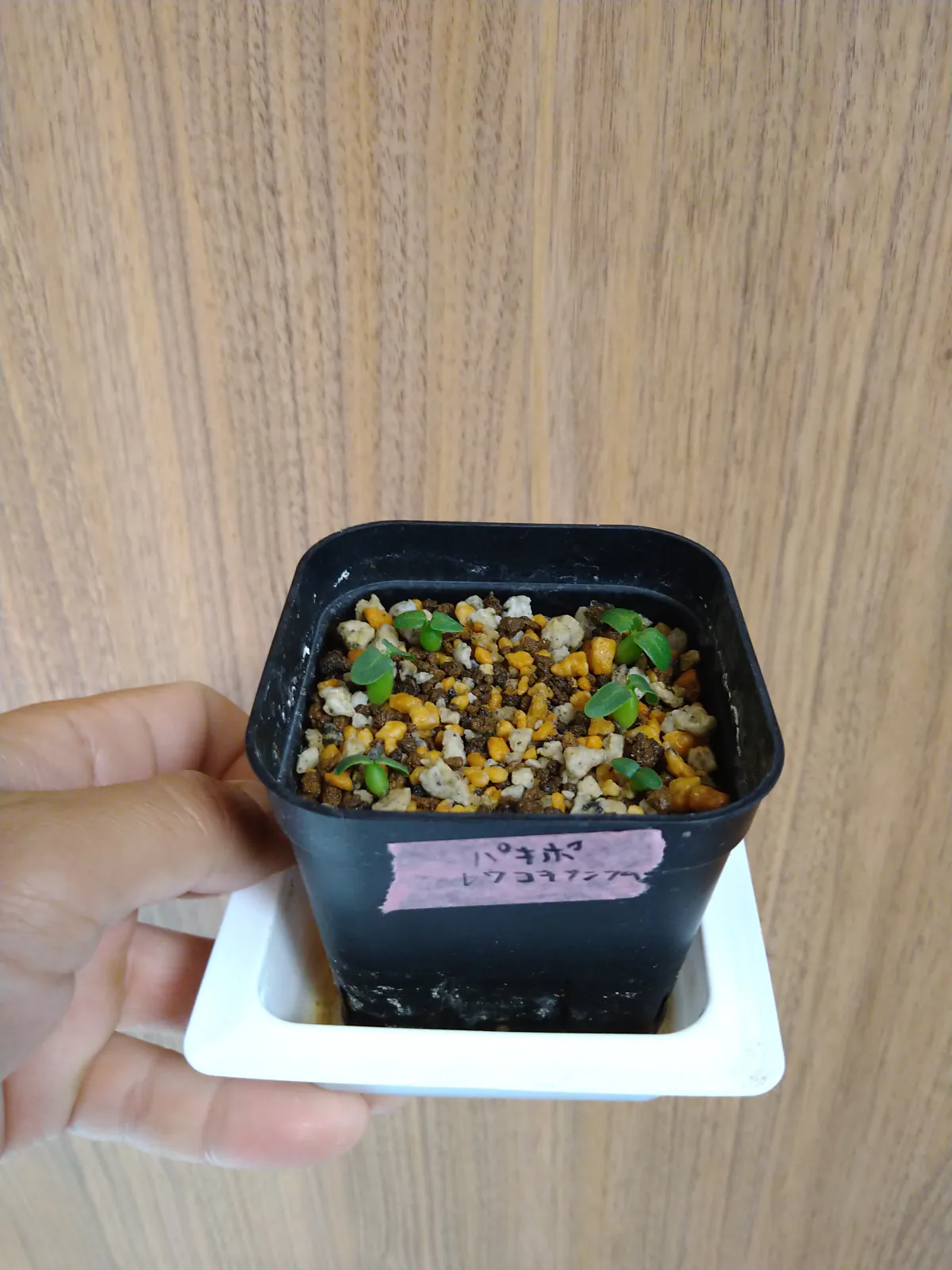 Pachypodium brevicaule subsp. leucoxanthum (パキポディウム レウコキサンツム)