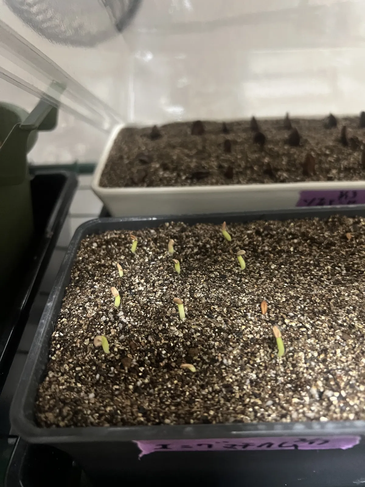 Pachypodium enigmaticum (パキポディウム エニグマチカム)