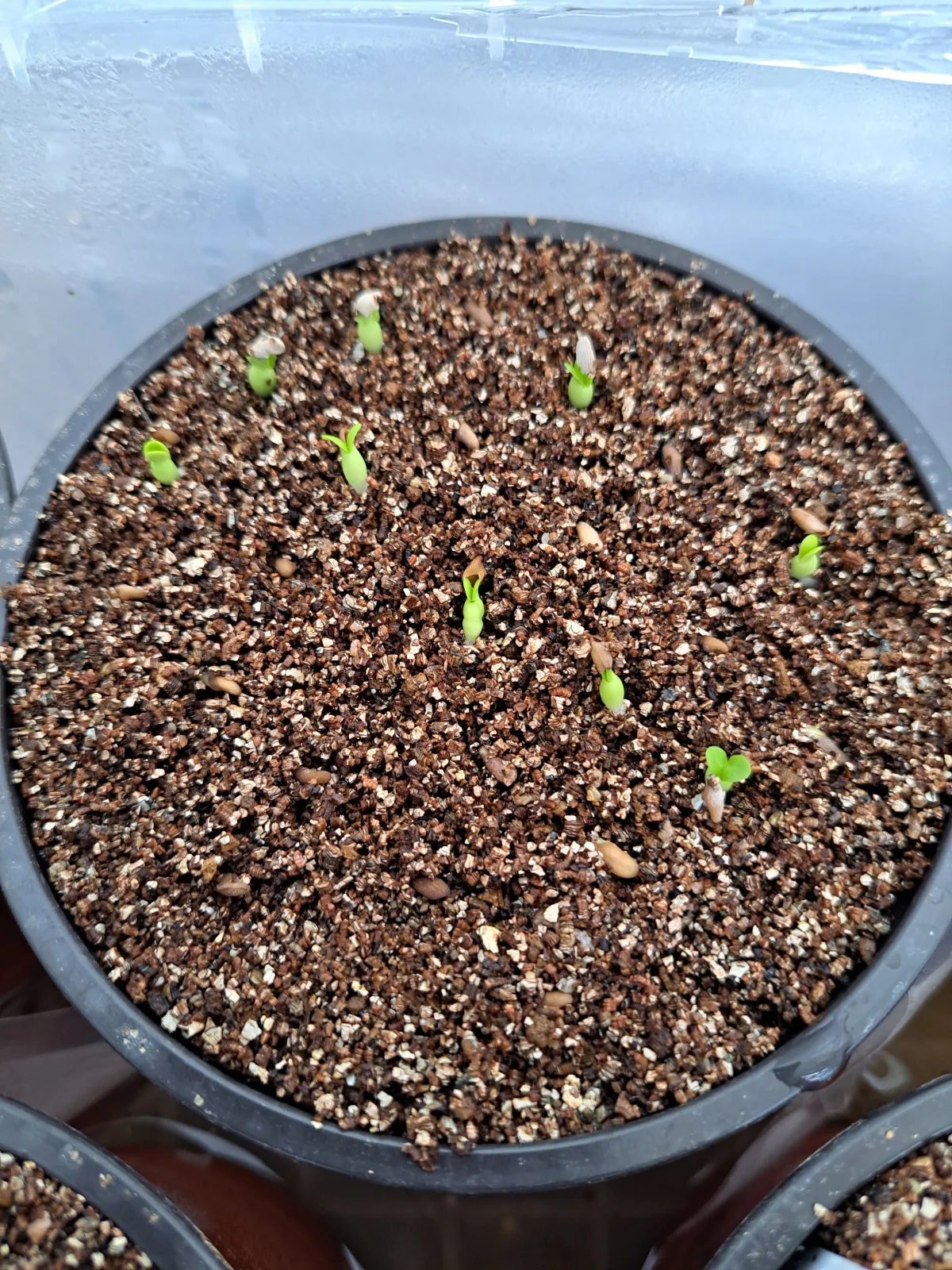 Pachypodium bispinosum (パキポディウム ビスピノーサム)