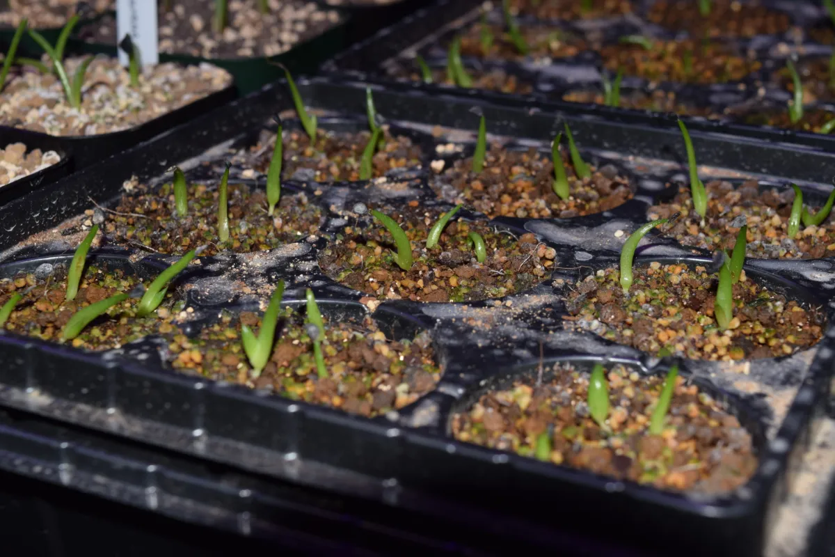 Agave titanota (アガベ チタノタ ドワーフ)