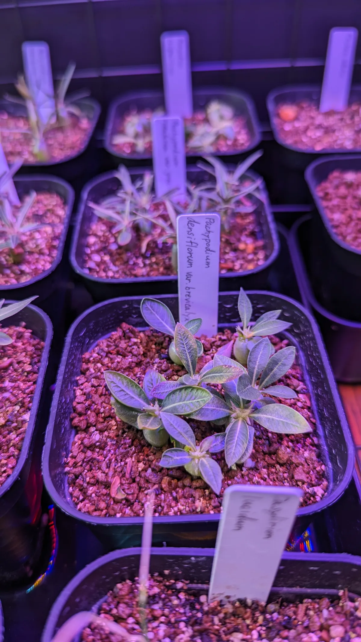 Pachypodium densiflorum var. brevicalyx (パキポディウム ブレビカリックス)