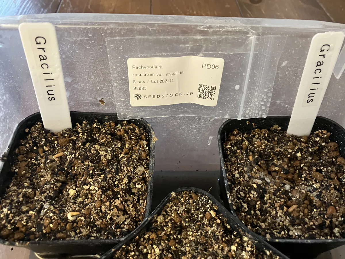 Pachypodium rosulatum var. gracilius (パキポディウム グラキリス)