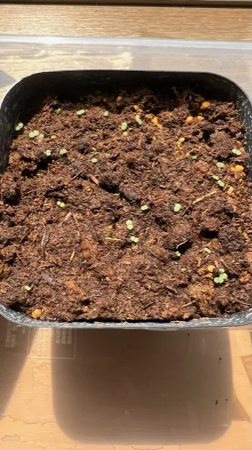 Echeveria cante White Cloud Echeveria (エケベリア カンテ)